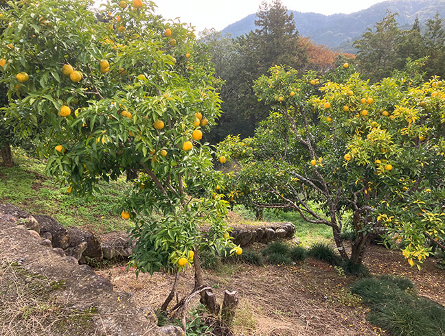 富士川町穂積地区のゆず