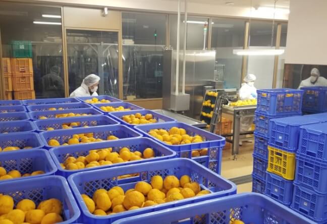 穂積のゆずを全国へ届けたい